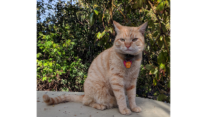 Lost Pet: Archie / Mr. Orange