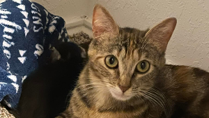 Lost Pet: Ahsoka