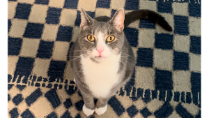 Lost Pet: Roy