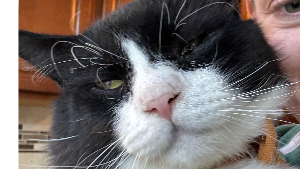 Lost Pet: Seamus Whiskers