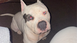 Lost Pet: Ice lucky Phillips