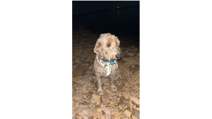 Lost Pet: Ollie