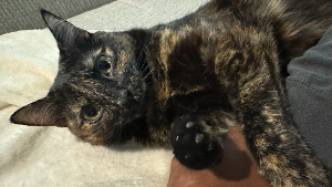 Lost Pet: Etta