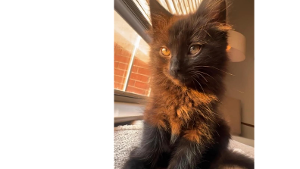Lost Pet: Marvin (blue)