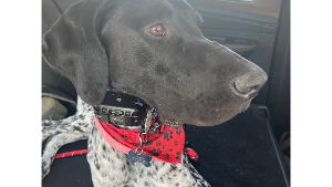 Lost Pet: Kasimir
