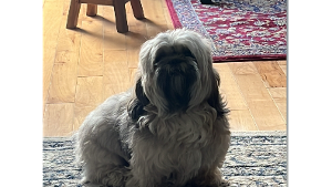 Lost Pet: Rocky Gomez
