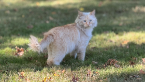 Lost Pet: Stewart