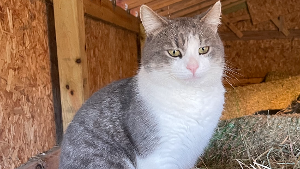 Lost Pet: Frank