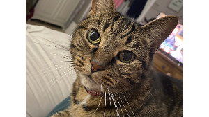 Lost Pet: Dora