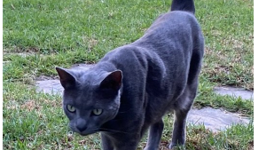 Lost Pet: Tiger