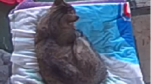 Lost Pet: Tommie