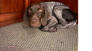 Lost Pet: Timber