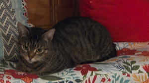 Lost Pet: Celestia