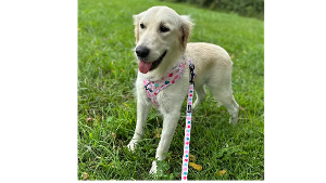 Lost Pet: Nova