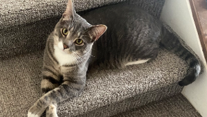 Lost Pet: BMO