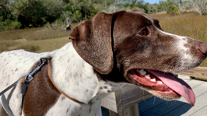 Lost Pet: Chetlan