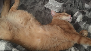 Lost Pet: SIMBA