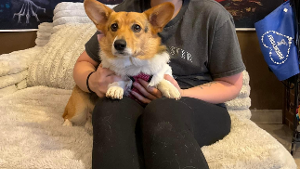 Lost Pet: Maple