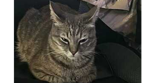 Lost Pet: Jumble