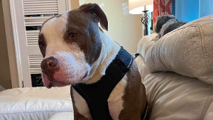 Lost Pet: Nemo