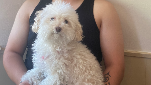 Lost Pet: Chachis