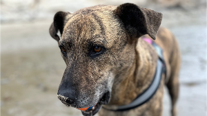 Lost Pet: Elsie