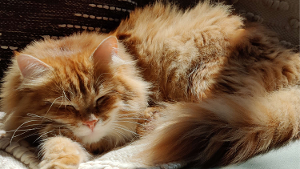 Lost Pet: Henri