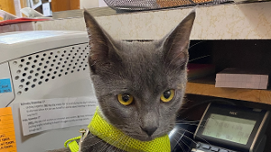 Lost Pet: Skeeter Bug