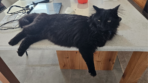 Lost Pet: Jinx