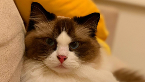 Lost Pet: Teo