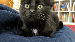 Lost Pet: Pearl