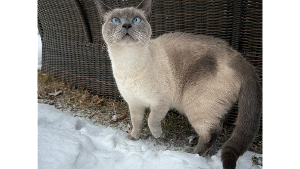 Lost Pet: Siegel