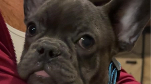 Lost Pet: Louie