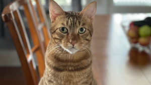 Lost Pet: Mau