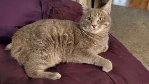 Lost Pet: Nova