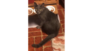 Lost Pet: Oliver