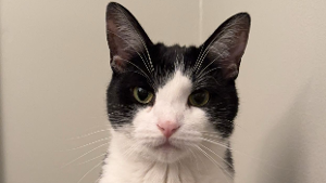 Lost Pet: Briseis