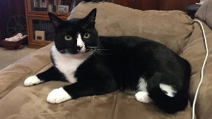 Lost Pet: Bonkers