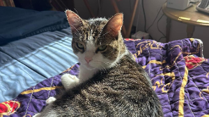 Lost Pet: Fuzzman