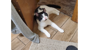 Lost Pet: Milo the Cat Suber