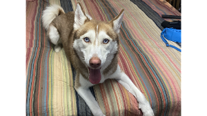 Lost Pet: Sophie
