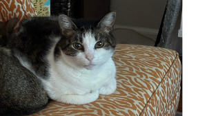 Lost Pet: Theodore