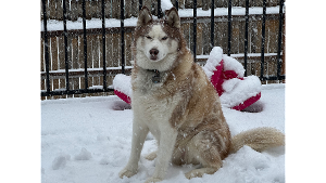 Lost Pet: Jake