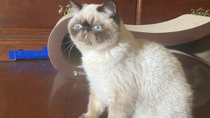 Lost Pet: Dinah
