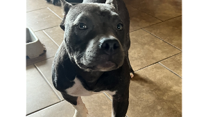 Lost Pet: Sweetie
