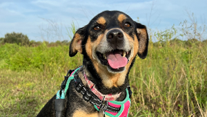 Lost Pet: BAILEY