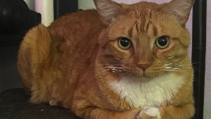 Lost Pet: Sir. Dexter Fuckerson III