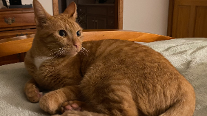 Lost Pet: Kitty
