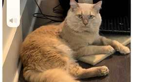 Lost Pet: Apollo
