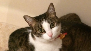 Lost Pet: Hercules